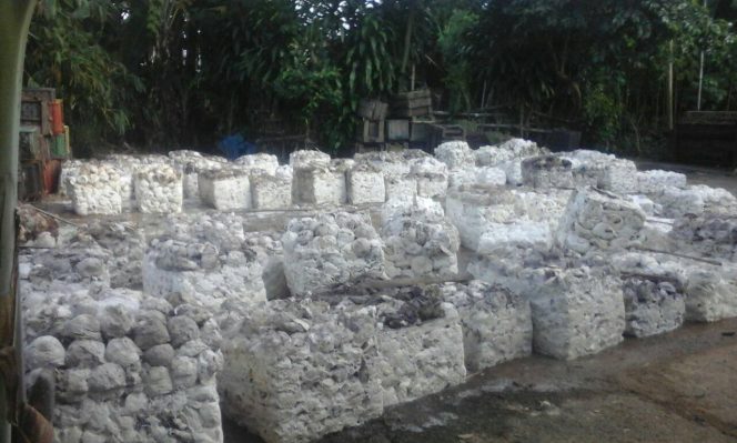 
					Petani merana, Harga Getah Karet di OKU Selatan Kembali Anjlok