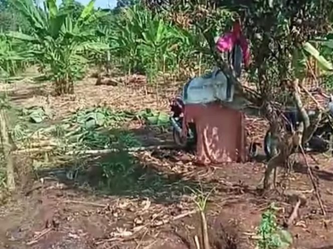 
					Sisa-sisa teror gajah liar yang merusak kebun warga.