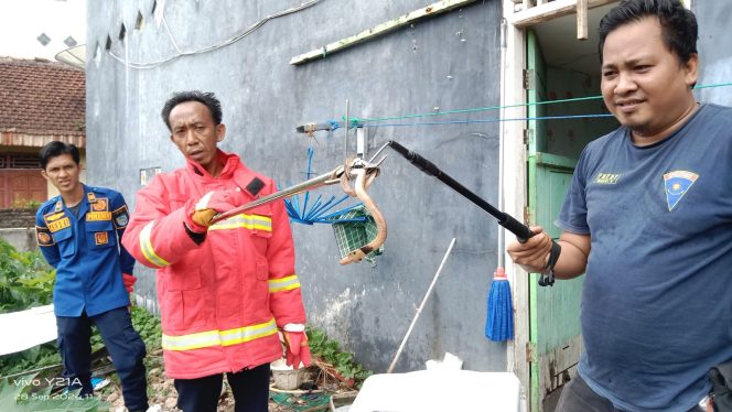 
					
Petugas Disdamkarmat OKU Selatan berhasil mengevakuasi ular kobra yang bersarang di mesin cuci Salon Karin Beauty, Kelurahan Batu Belang. Evakuasi berlangsung cepat, hanya memakan waktu delapan menit, pada Sabtu, 28 September 2024. 